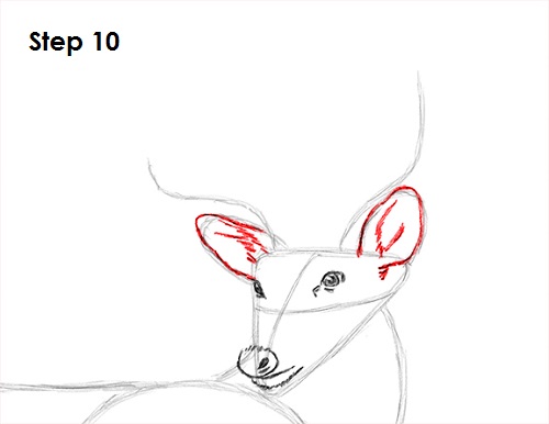 How to Draw a White-Tailed Deer VIDEO & Step-by-Step Pictures