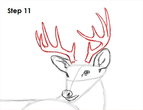 draw white tailed deer 11