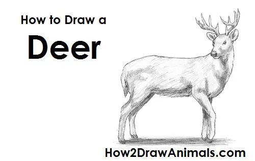 White Tailed Deer Drawing Draw White Tailed Deer