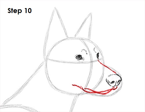 Doberman Pinscher Dog 10 Draw Doberman Pinscher 10