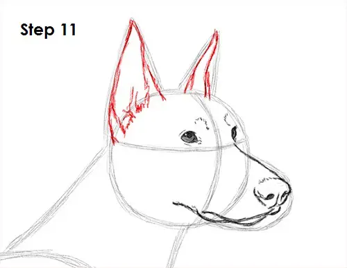 Doberman Pinscher Dog 11 Draw Doberman Pinscher 11