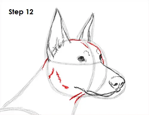 Doberman Pinscher Dog 12 Draw Doberman Pinscher 12