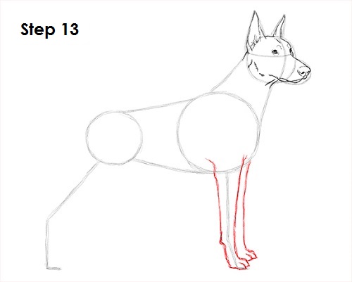 Doberman Pinscher Dog 13 Draw Doberman Pinscher 13