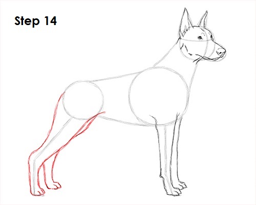 Doberman Pinscher Dog 14 Draw Doberman Pinscher 14