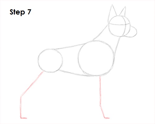 Doberman Pinscher Dog 7 Draw Doberman Pinscher 7