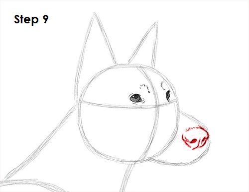 Doberman Pinscher Dog 9 Draw Doberman Pinscher 9