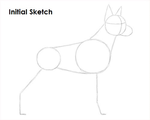 Doberman Pinscher Dog Sketch Draw Doberman Pinscher Sketch