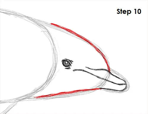Dolphin Drawing 10 Draw Dolphin 10