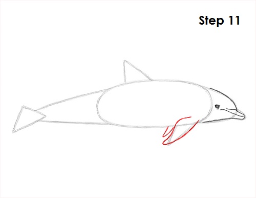 Dolphin Drawing 11 Draw Dolphin 11