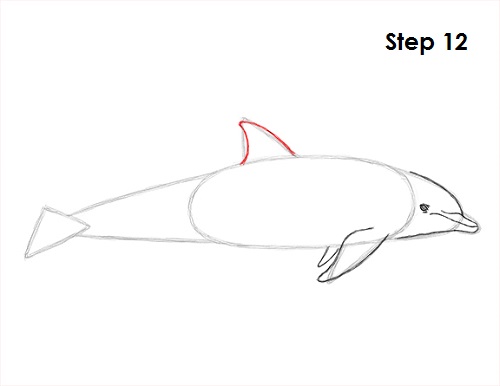 Dolphin Drawing 12 Draw Dolphin 12