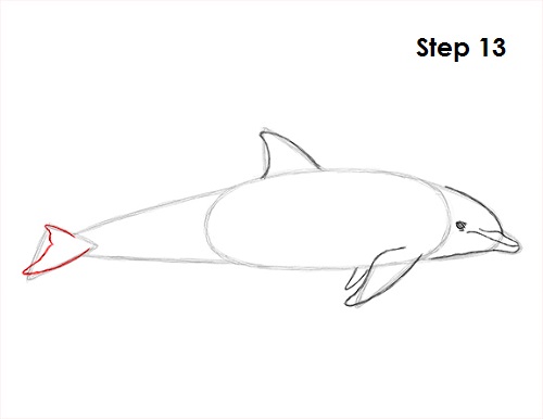 Dolphin Drawing 13 Draw Dolphin 13