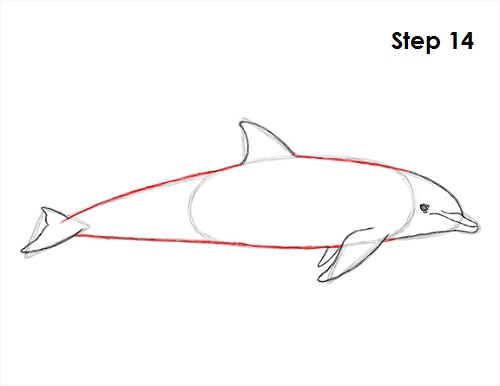 Dolphin Drawing 14 Draw Dolphin 14