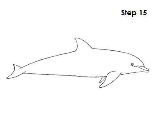 Line Drawing Dolphin : How to draw a dolphin
