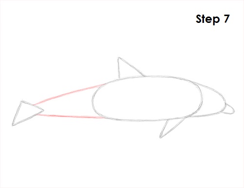 Dolphin Drawing 7 Draw Dolphin 7