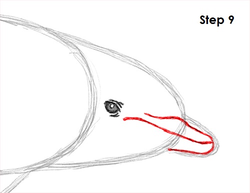 Dolphin Drawing 9 Draw Dolphin 9