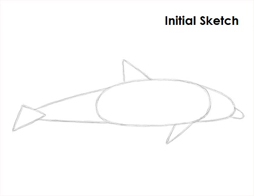 Dolphin Drawing Sketch Draw Dolphin Sketch