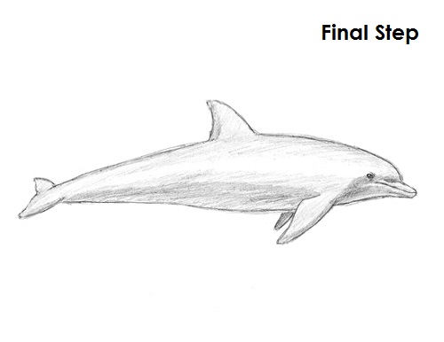 Dolphin Drawing Final Draw Dolphin Final