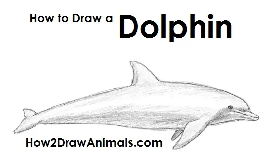 Dolphin Drawing Draw Dolphin