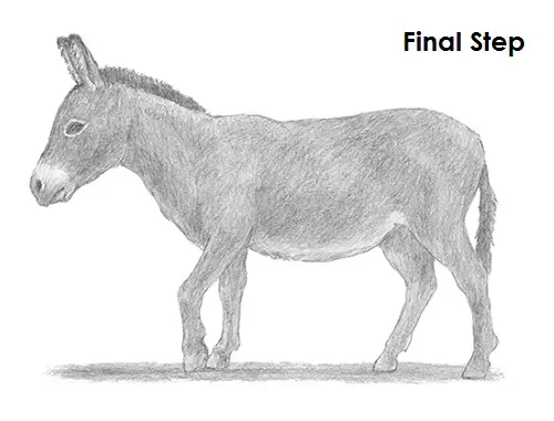 how to draw a donkey