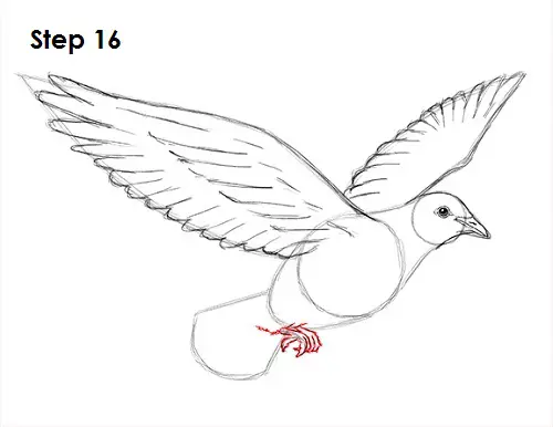draw dove 16