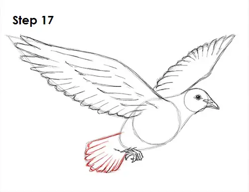 draw dove 17