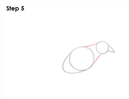 Dove Bird Drawing 5 Draw Dove 5