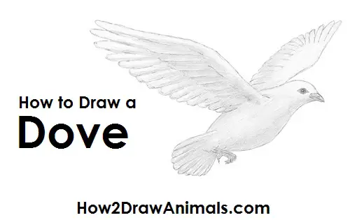Draw a Dove Draw Dove