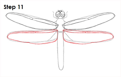 Dragonfly Drawing 11 Draw Dragonfly 11