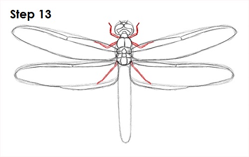 Dragonfly Drawing 13 Draw Dragonfly 13