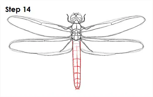 Dragonfly Drawing 14 Draw Dragonfly 14