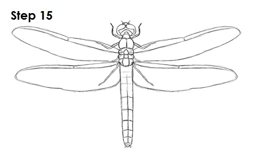 Dragonfly Drawing 15 Draw Dragonfly 15