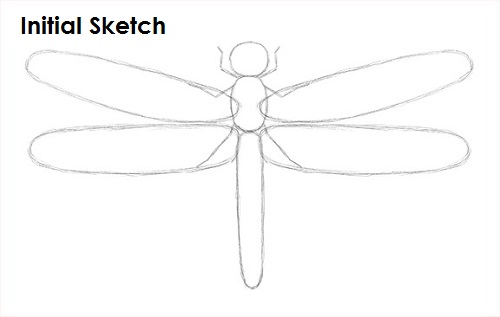 Dragonfly Drawing Sketch Draw Dragonfly Sketch