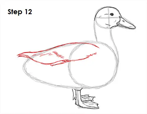 Duck Drawing 12 Draw Duck 12