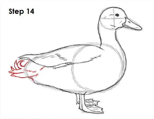 Duck Drawing 14 Draw Duck 14