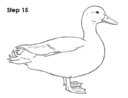 Duck Drawing 15 Draw Duck 15