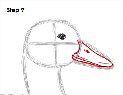 Duck Drawing 9 Draw Duck 9
