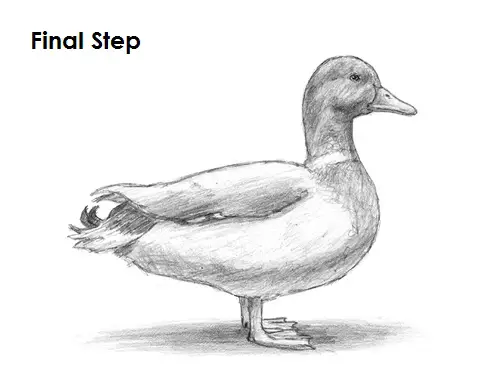 Duck Drawing Final Draw Duck Final