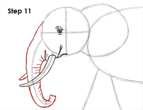 Elephant Drawing 11 Draw Elephant 11