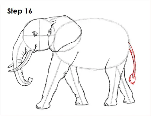 Elephant Drawing 16 Draw Elephant 16