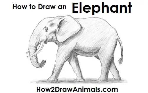Elephant Drawing Draw Elephant