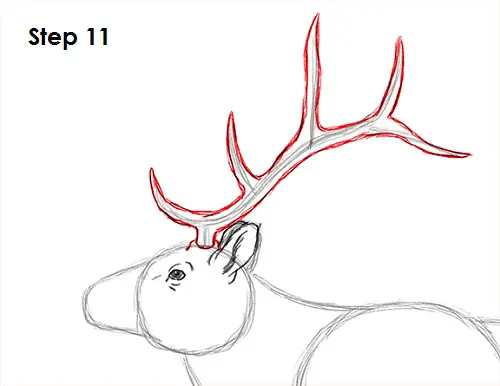 Elk Drawing 11 Draw Elk 11