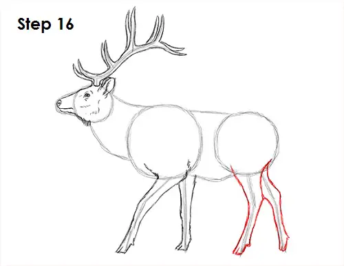Elk Drawing 16 Draw Elk 16