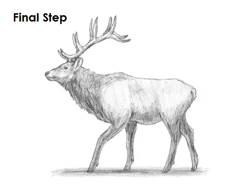 Elk Drawing Final Draw Elk Final