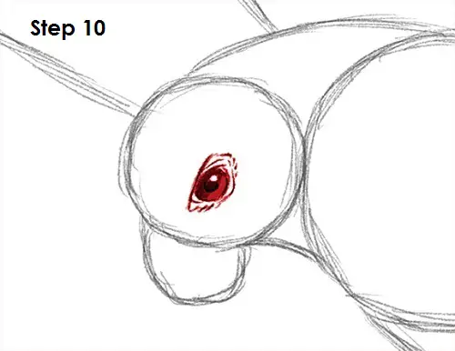 Falcon Bird 10 Draw a Falcon 10
