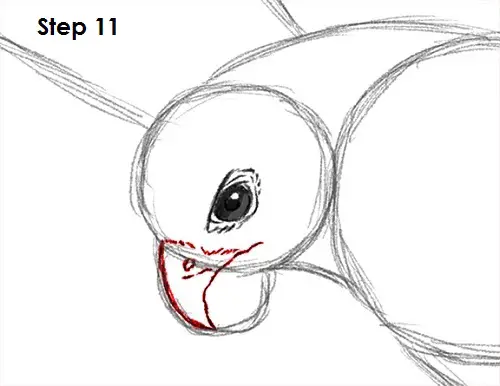 Falcon Bird 11 Draw a Falcon 11