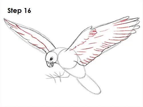 Falcon Bird 15 Draw a Falcon 15