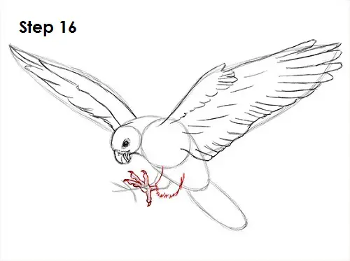 Falcon Bird 16 Draw a Falcon 16