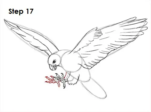 Falcon Bird 17 Draw a Falcon 17