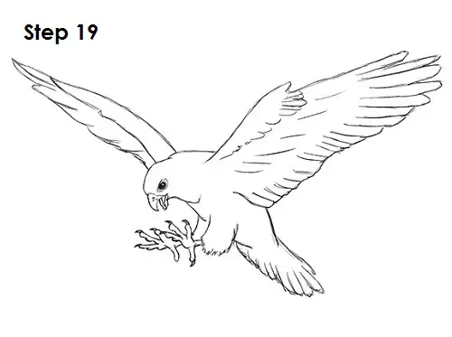 Falcon Bird 19 Draw a Falcon 19