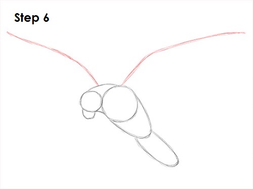 Falcon Bird 6 Draw a Falcon 6